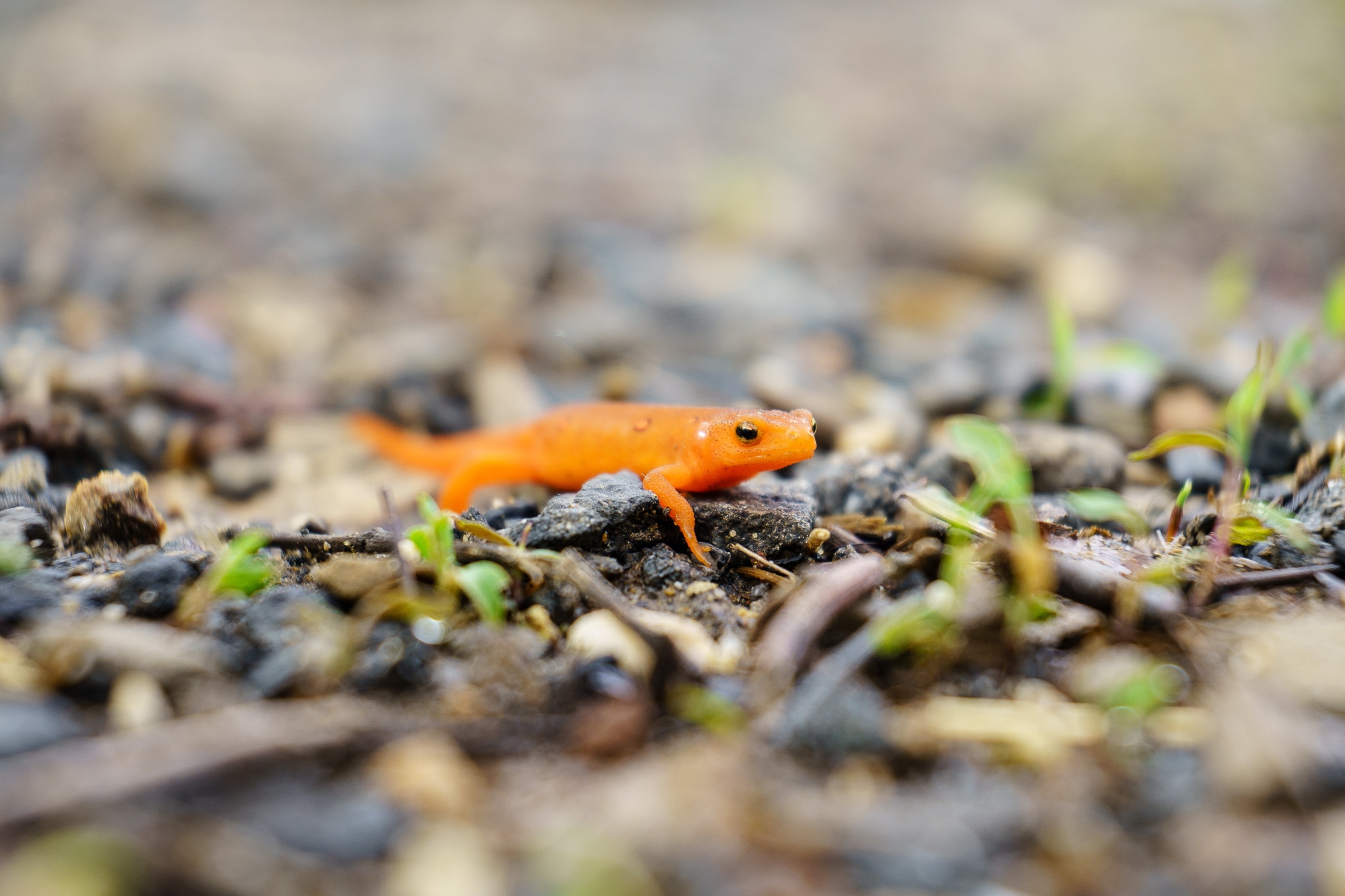 little orange salamander on the hiking trail