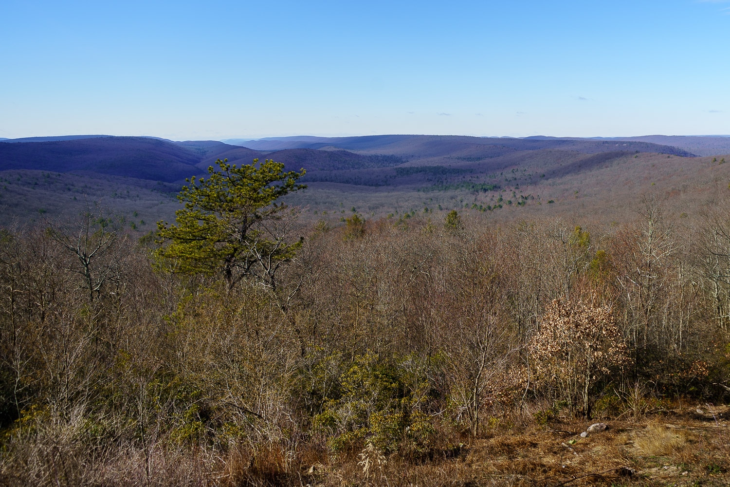 The Hook natural area vista, looking into a few hundred acres of forests.