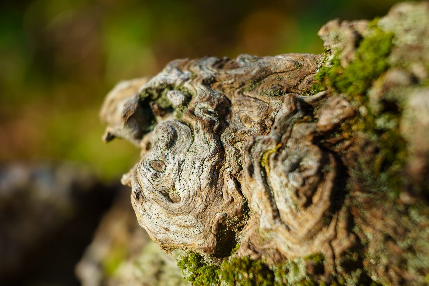 A macro photo of a burl on a stump.
