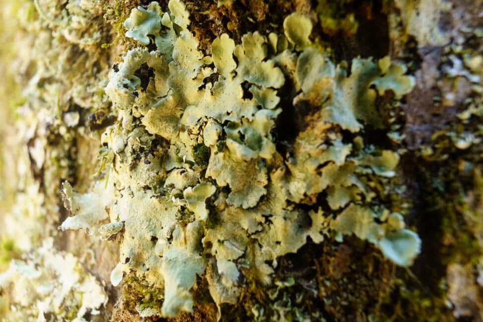 A macro photo of some lichen on the side of a tree