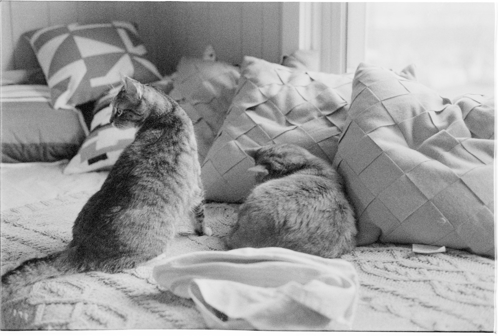 A photo of two cats on a bed.